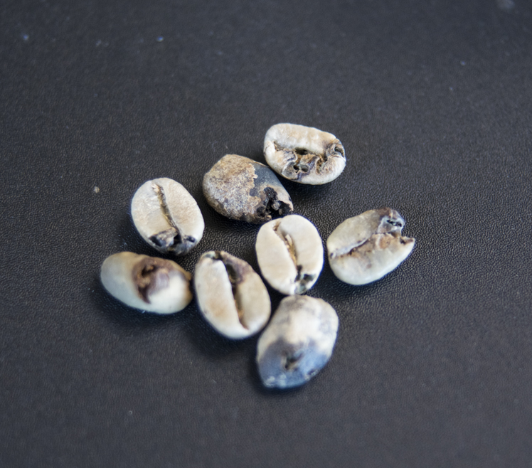 نصویر چند نمونه دانه معیوب قهوه سبز