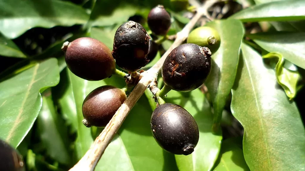 Coffea Stenophylla